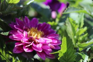 Flowers outside the Gentry building